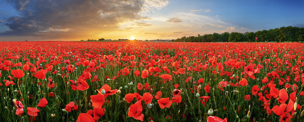 Papier peint photo Coquelicots Panorama coquelicots au coucher du soleil  © TTstudio