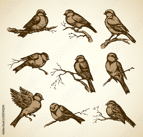 Vector drawing. Tits, sparrows and bullfinches on branches