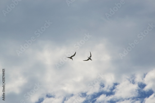 Two seagulls in the sky against the sky and clouds