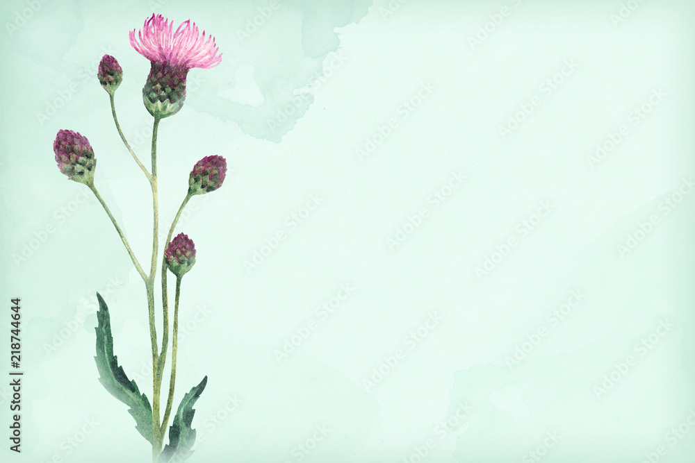 Watercolor illustration of a thistle flower