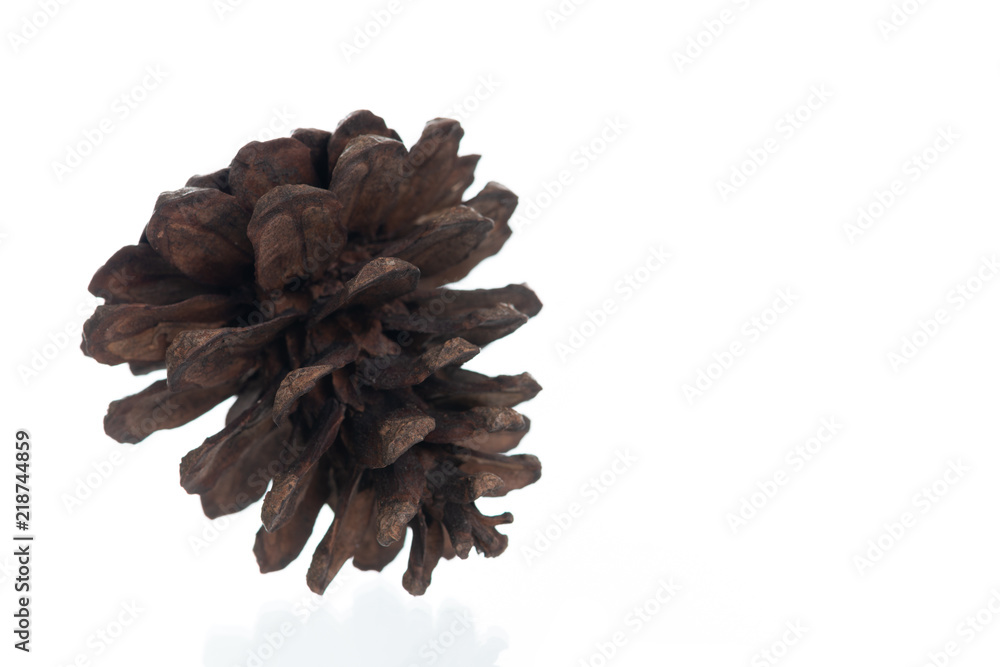 Pine cone on white background Pine cone on white background