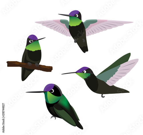 Bird Magnificent Hummingbird Cartoon Vector Illustration