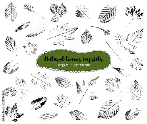 Set of leaf imprints, natural textures. Autumn foliage, vector black on white illustration.