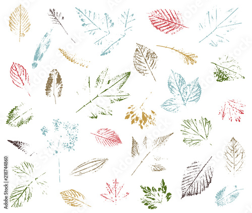 Set of leaf imprints, natural textures. Autumn foliage, vector colored illustration.
