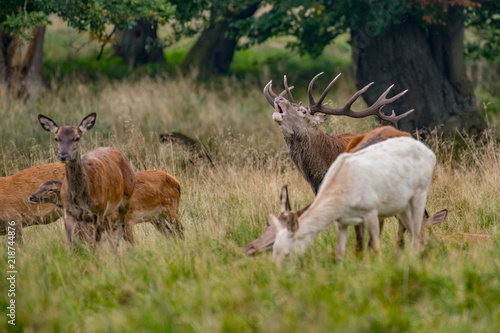 Red Deer Stags (Cervus elaphus) © vaclav