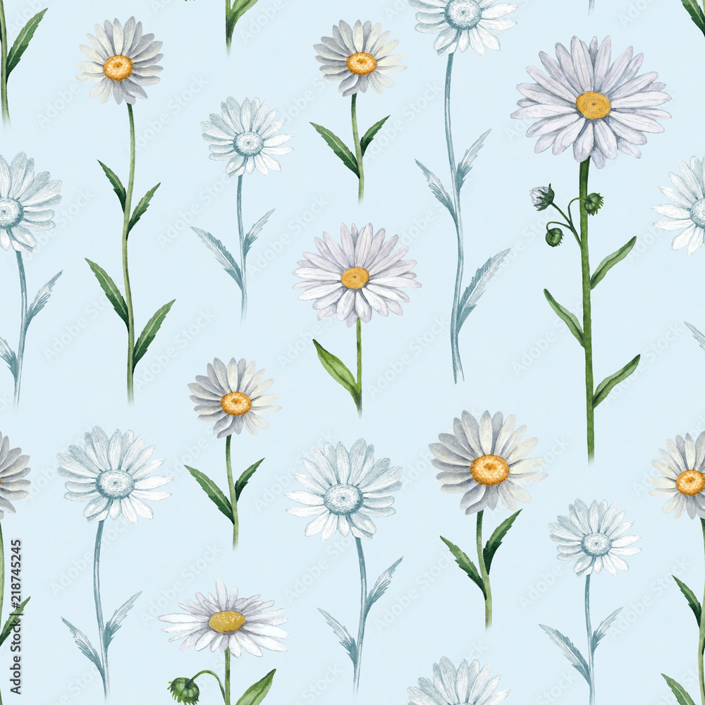 Fototapeta premium Illustrations of camomile flowers. Seamless pattern