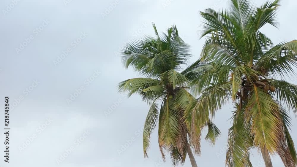 coconut tree against the sky coconut tree against the sky