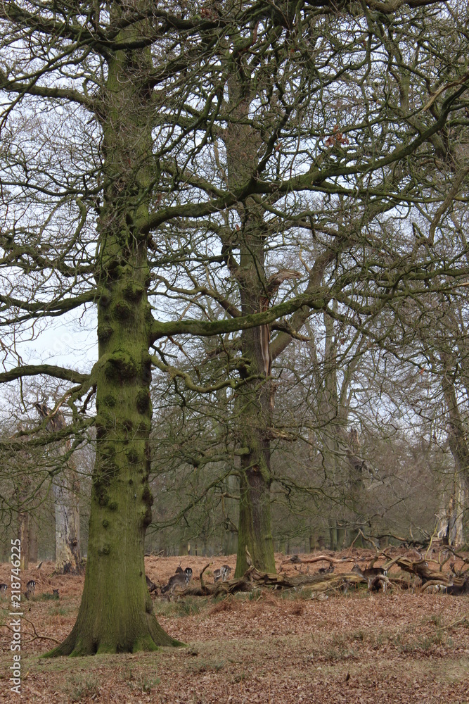 Obraz premium trees in forest