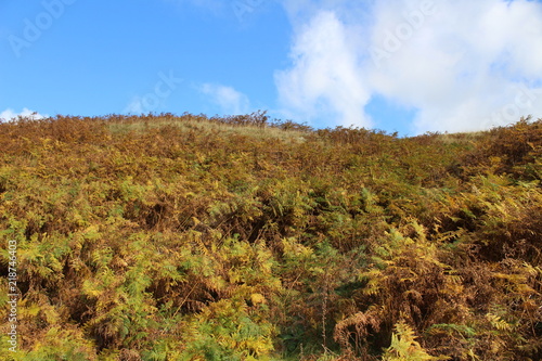 autumn landscape in the mountains