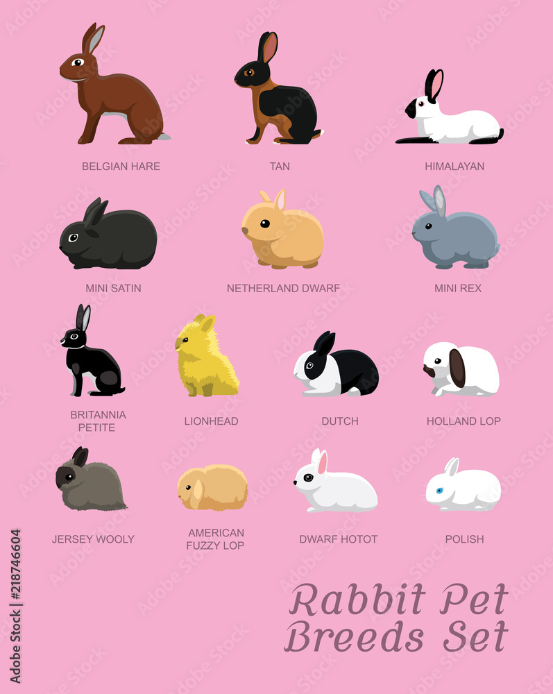 Fototapeta premium Rabbit Pet Breeds Set Cartoon Vector Illustration