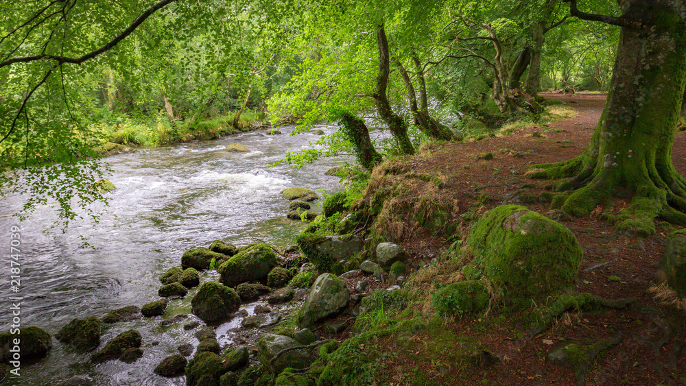Woods of Wales in Snowdonia Woods of Wales in Snowdonia