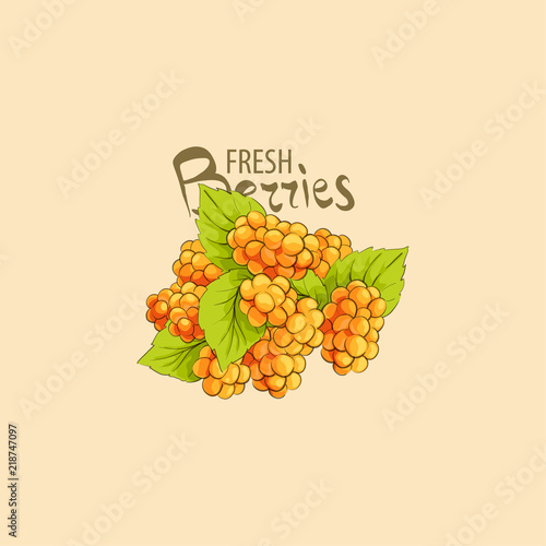 sweet cloudberry illsutration