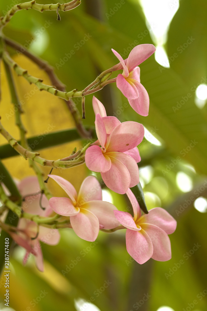 Fototapeta premium cluster of pink plumeria growing on tree.