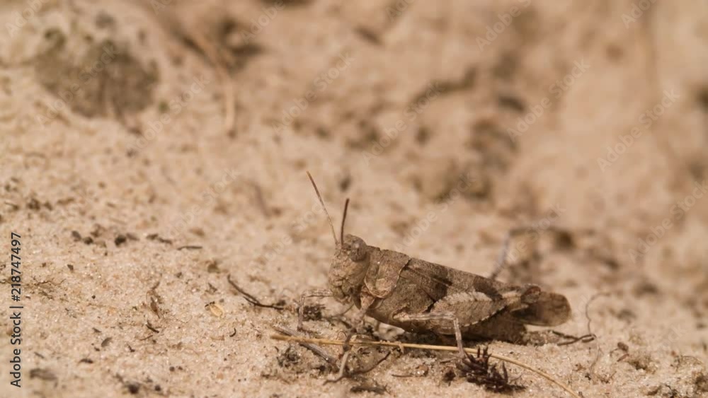 Grasshopper sitting on Ground Macro shot nature background 4K video. Grasshopper sitting on Ground Macro shot nature background 4K video.