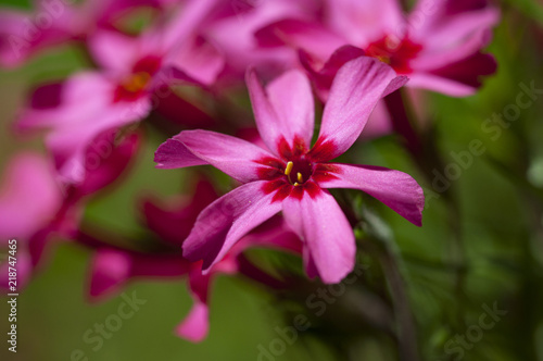 Blossom detail