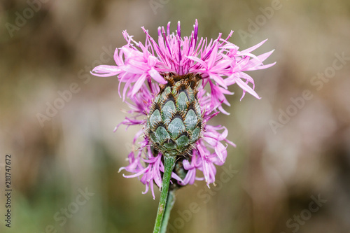 Fototapeta Naklejka Na Ścianę i Meble -  Flor de centaurea mayor. Centaurea scabiosa cephalariifolia.