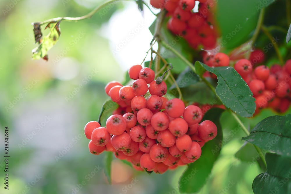 Fototapeta premium Red berries of mountain ash on the background of wood and leaves. Summer, autumn colorful background. Stock Photo for design.