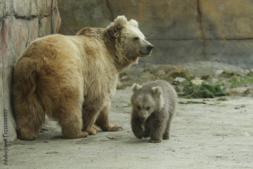 bear / bruin (animal) —