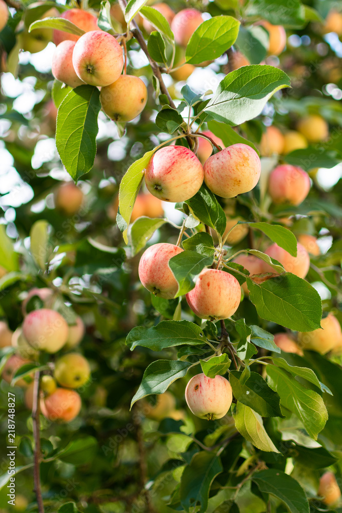 Branch of apple tree with ripe apples