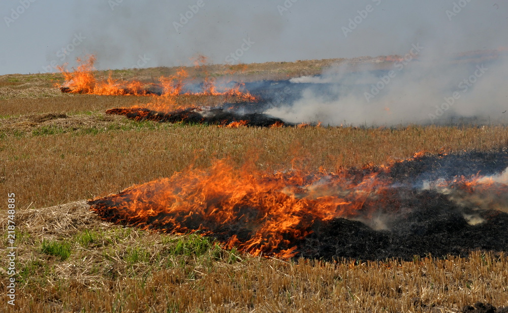 Fototapeta premium On the field burns stubble