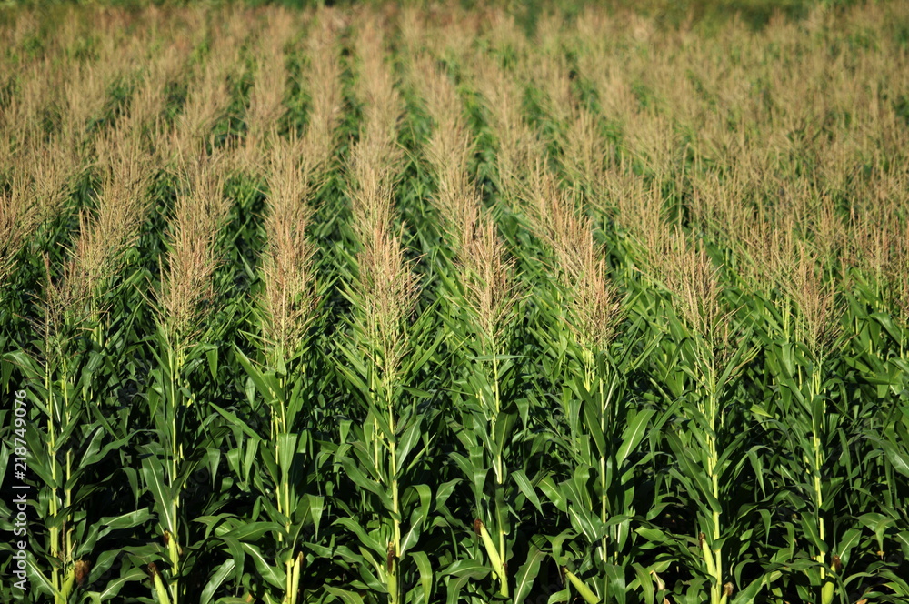 In the field ripens grain corn In the field ripens grain corn
