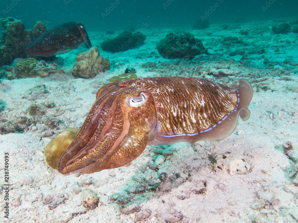 Fototapeta premium Pharao Cuttlefish on the sandy bottom of a coral lagoon