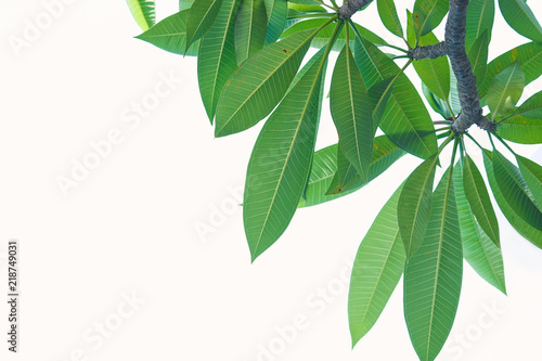 green mango leaf on white isolate background