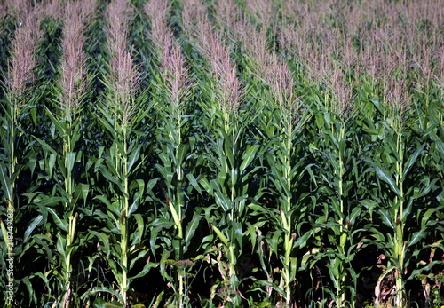 In the field ripens grain corn