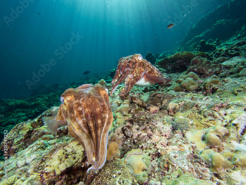 Two Pharao Cuttlefish on a coral reef