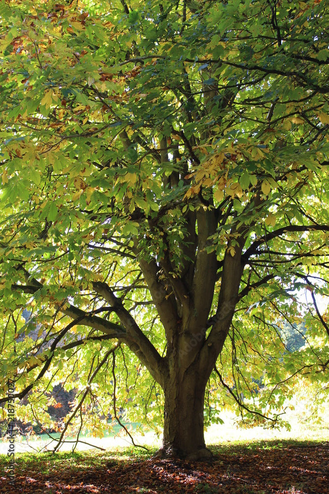 Fototapeta premium tree in the park