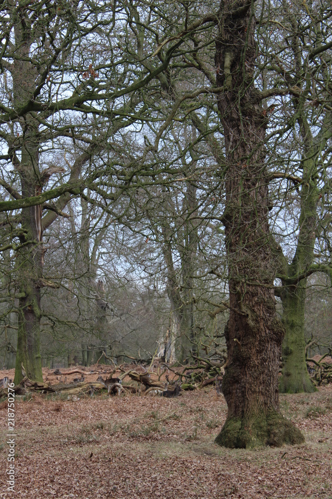 trees in the forest