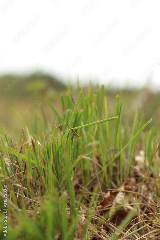 Gras voorgrond Gras voorgrond