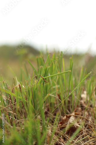 Gras voorgrond