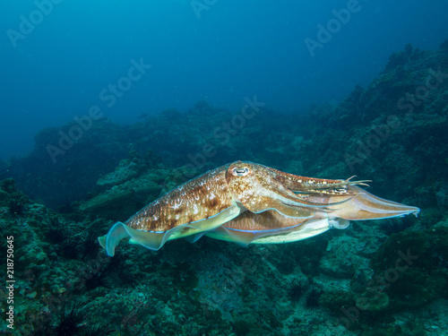 Pharao Cuttlefish mating on a coral reef