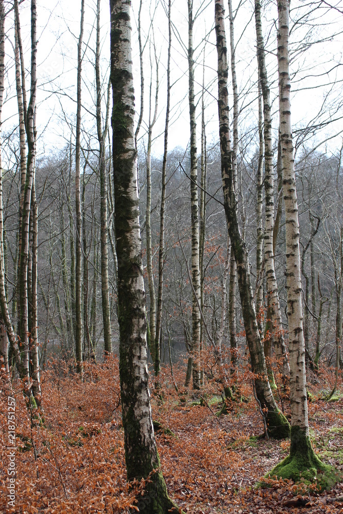 Obraz premium forest in autumn