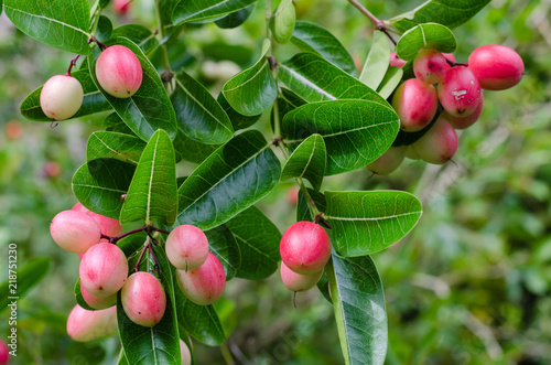 Photos Carunda Fruit or Carissa Carandas Linn (botanical name) is Ripening In Natural Garden