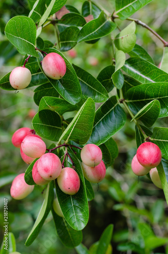 Canvastavla Carunda Fruit or Carissa Carandas Linn (botanical name) is Ripening In Natural Garden
