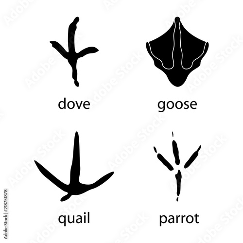 Various traces of poultry. Goose, dove, parrot, quail