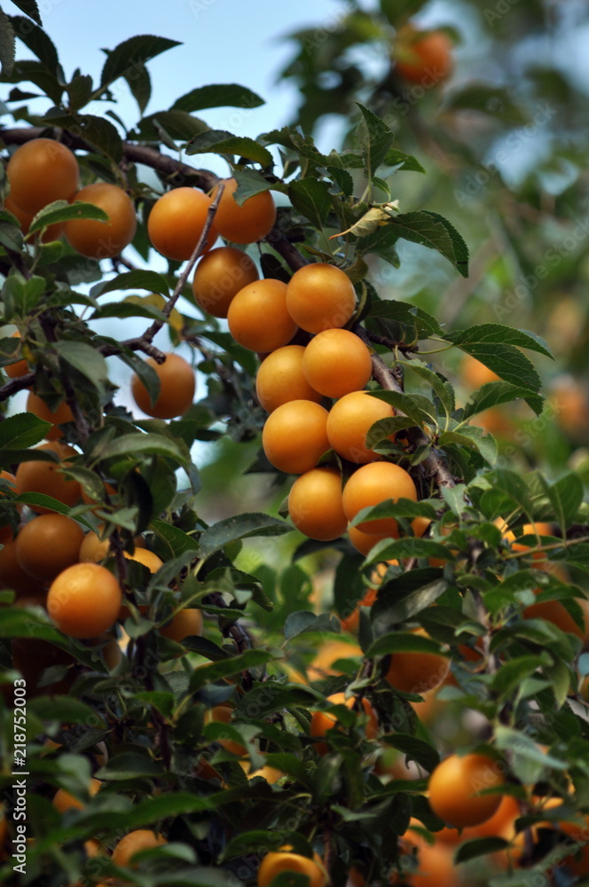The branches of the tree are mature fruits of prunus cerasifera The branches of the tree are mature fruits of prunus cerasifera