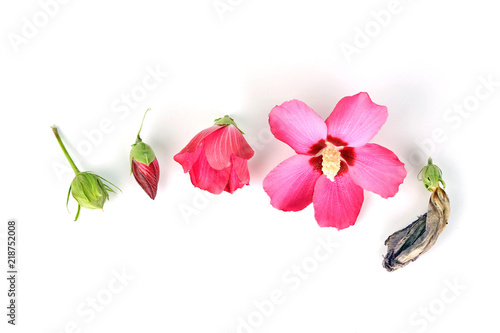 Φωτογραφία Hibiskus - Lebenslauf