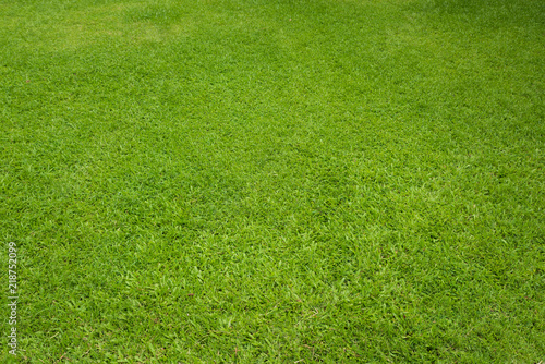 Natural green sward background and texture, Green grass garden
