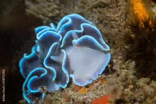 Frilled Nudibranch (Leminda millecra) seaslug underwater macro shot from the front.