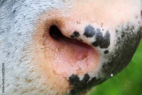 Breed domestic cow nostril closeup