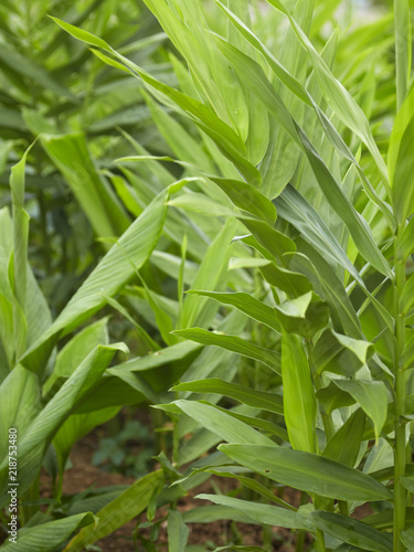 Ginger with galangal tree leaves