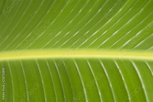 Green leaf close-up  texture  background