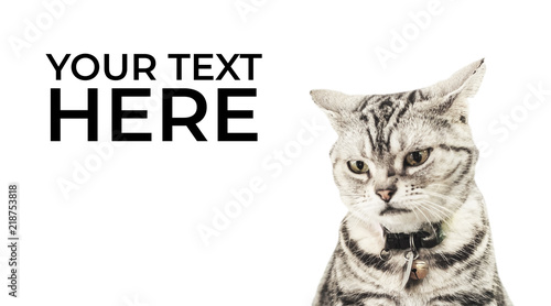 American cat looking angry isolated on white background, and copy space for text