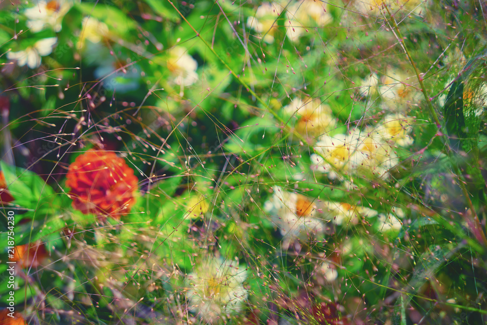 Background of different summer flowers Background of different summer flowers