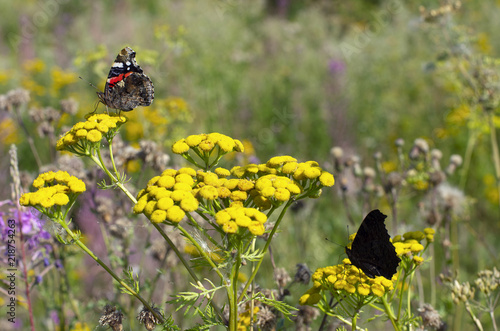 Butterfly red admiral and peacock butterfly with folded wings sitting on yellow flowers of tansy