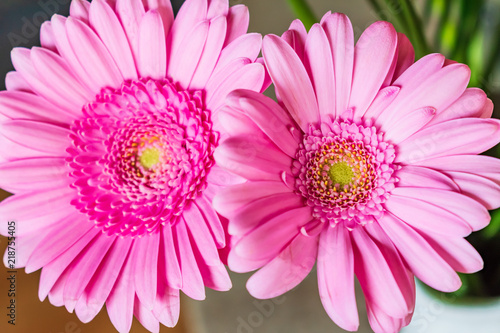 Fototapeta Naklejka Na Ścianę i Meble -  Sommeraster rosa Blüten