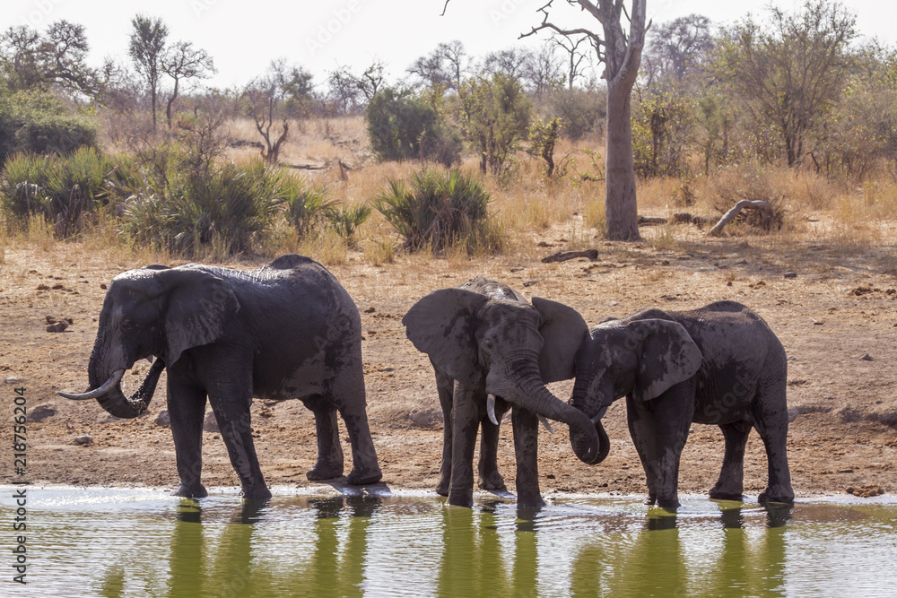 Fototapeta premium African bush elephant in Kruger National park, South Africa ; Specie Loxodonta africana family of Elephantidae